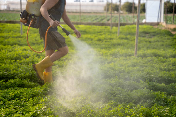 Best Ant Control Services  in Spiro, OK